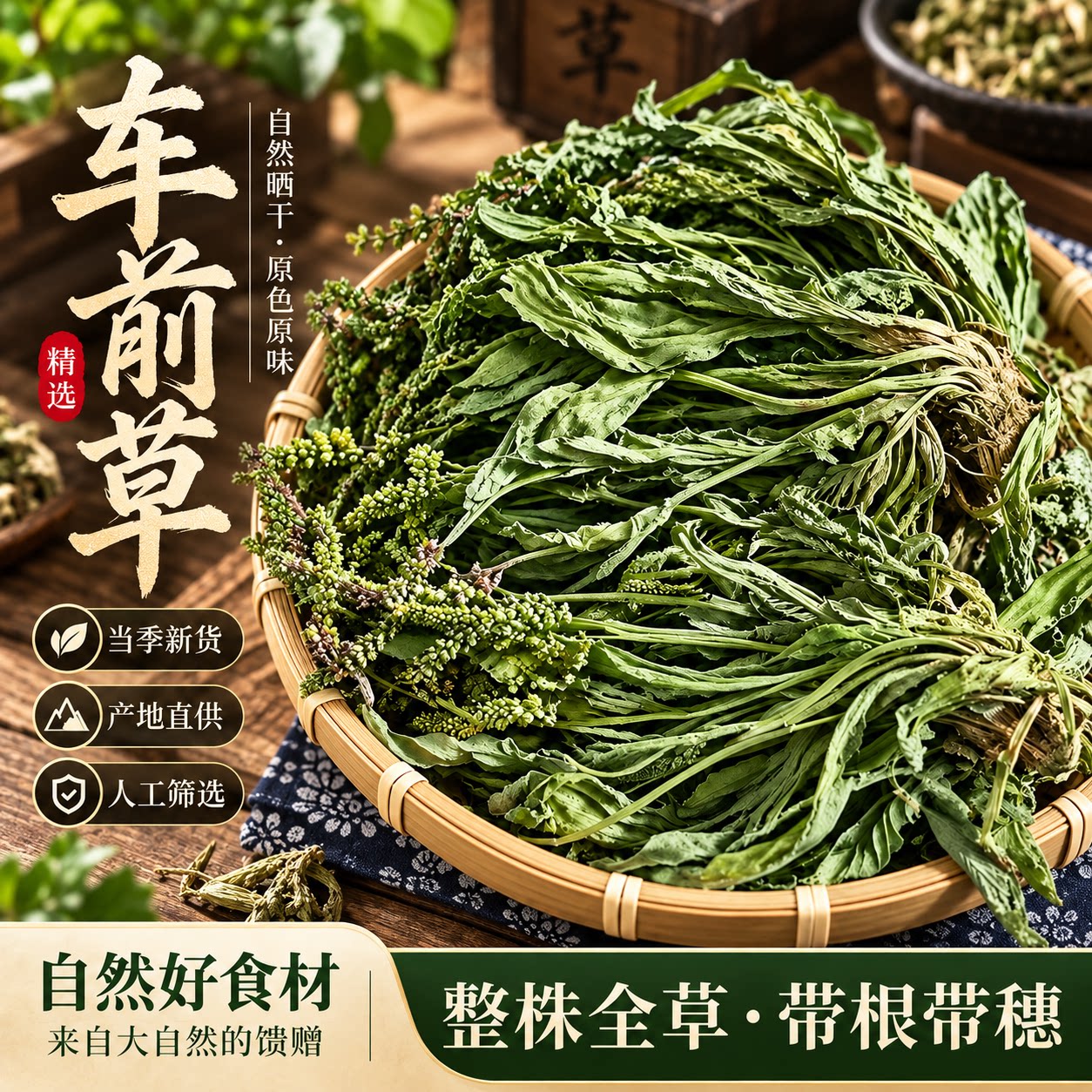 野生车前草中药材正品新鲜干货泡茶车前草中药泡水车前草茶