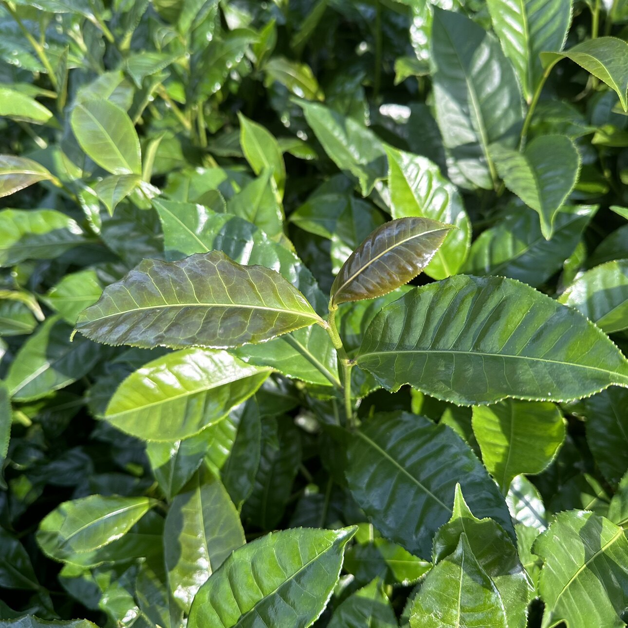 野生红茶苗滇红茶叶苗普洱茶叶苗袋装带土室内外种植庭院四季常绿