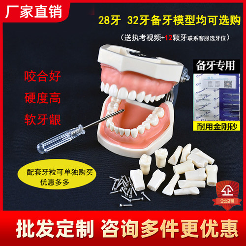 理月口腔牙科牙齿模型备牙练习软牙龈牙模可拆缷仿真树脂离体 - 封面
