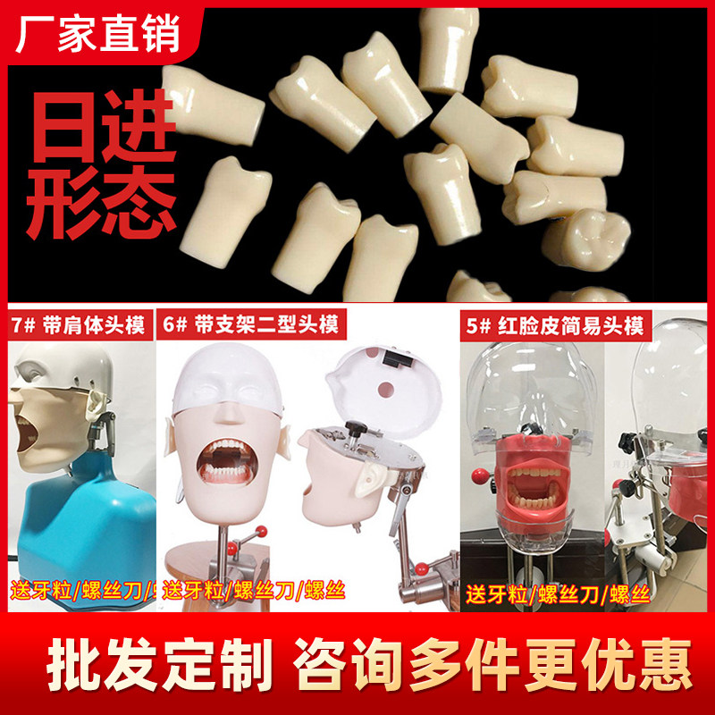 考试专用离体牙练习仿真