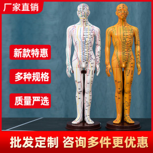 针灸穴位人体模型图小铜人大真人可扎针十二人练习全身经络模特