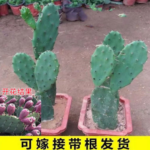 仙人掌盆栽仙人掌嫁接领箭荷花蟹