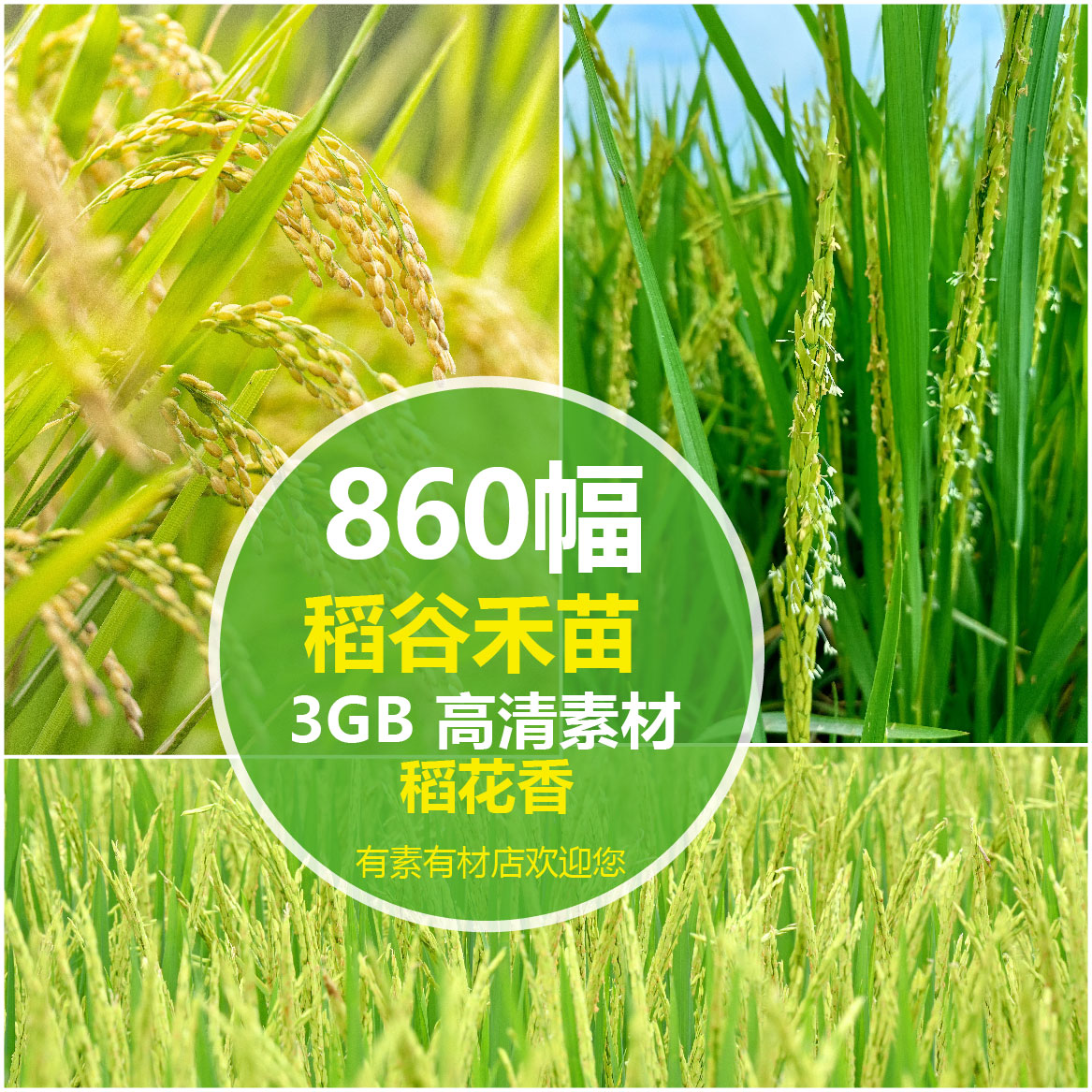 稻田稻谷水稻粮食禾苗稻花香丰收风景高清jpg图片壁纸设计素材