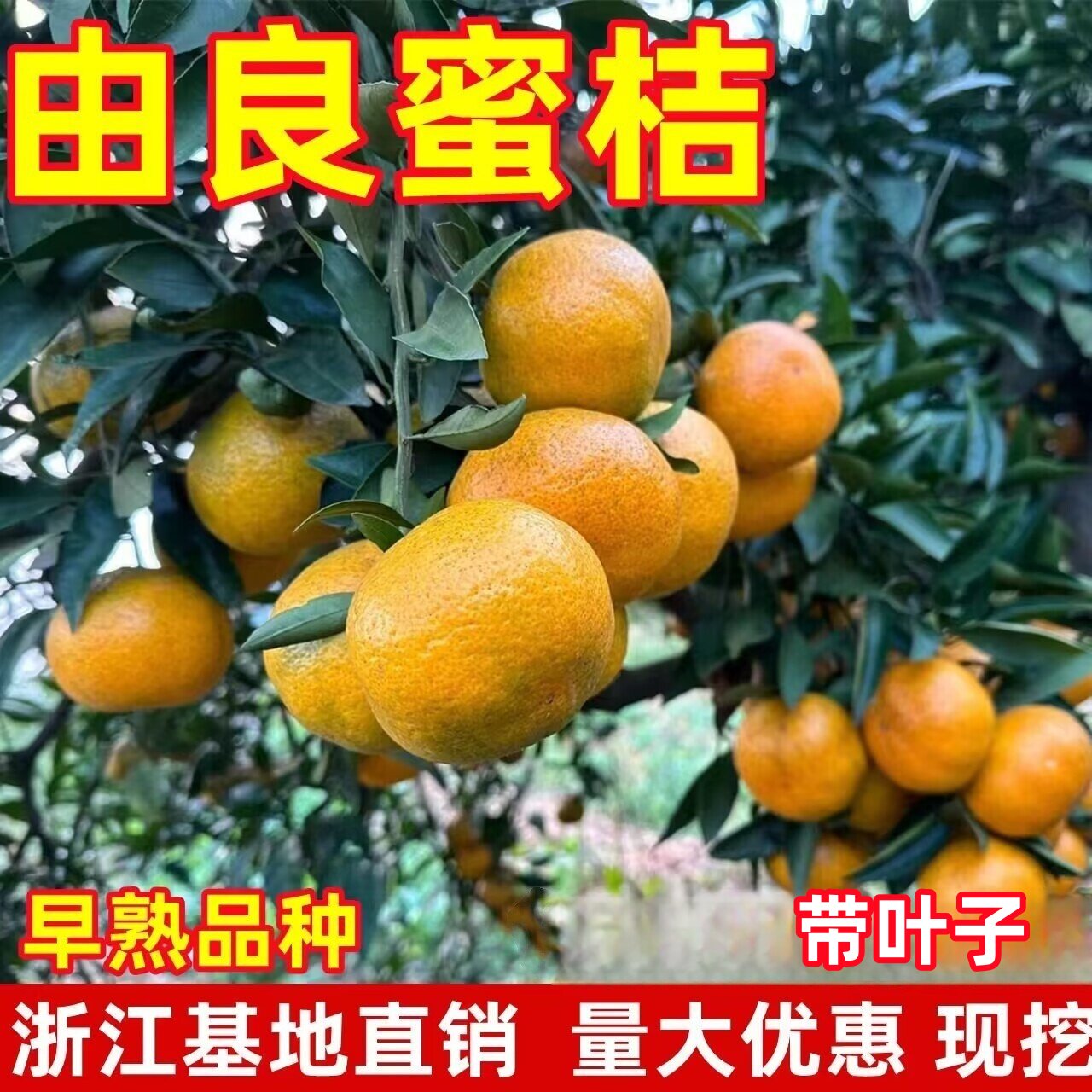 新品种由良蜜桔树苗早熟蜜桔苗