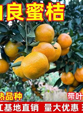 新品种由良蜜桔树苗早熟蜜桔苗