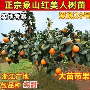 正宗象山红美人树苗爱媛28号柑橘苗早熟无核桔子树苗带果当年结果