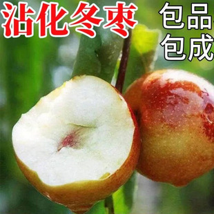 正宗沾化冬枣苗 嫁接枣树苗 沾化冬枣树苗 二代冬枣南方北方种植