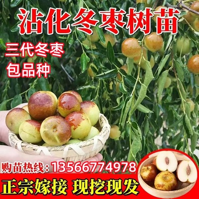 正宗沾化冬枣苗 嫁接枣树苗 沾化冬枣树苗 三代冬枣南方北方种植