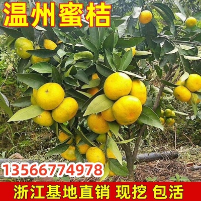 嫁接蜜桔树苗 温州蜜桔苗 正宗品种 温州蜜橘子树苗当年结果