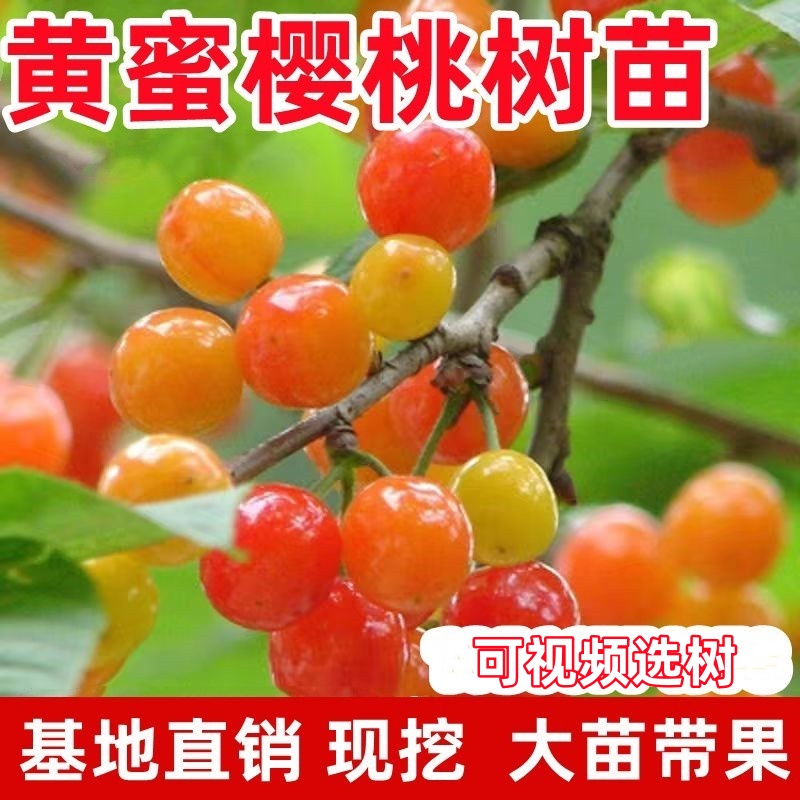 黄蜜樱桃树苗盆栽庭院特大果树
