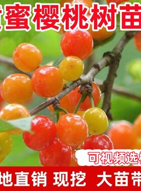 黄蜜樱桃树苗盆栽庭院特大果树