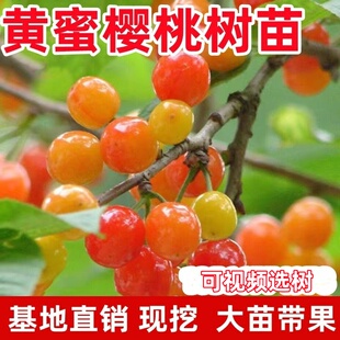 大樱桃树苗甜樱桃 黄蜜水晶黄樱桃苗 四川樱桃树苗南北方种植果树