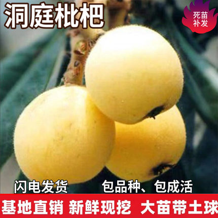 洞庭枇杷树苗特大果嫁接盆栽果树庭院地栽树苗南北方种植当年结果