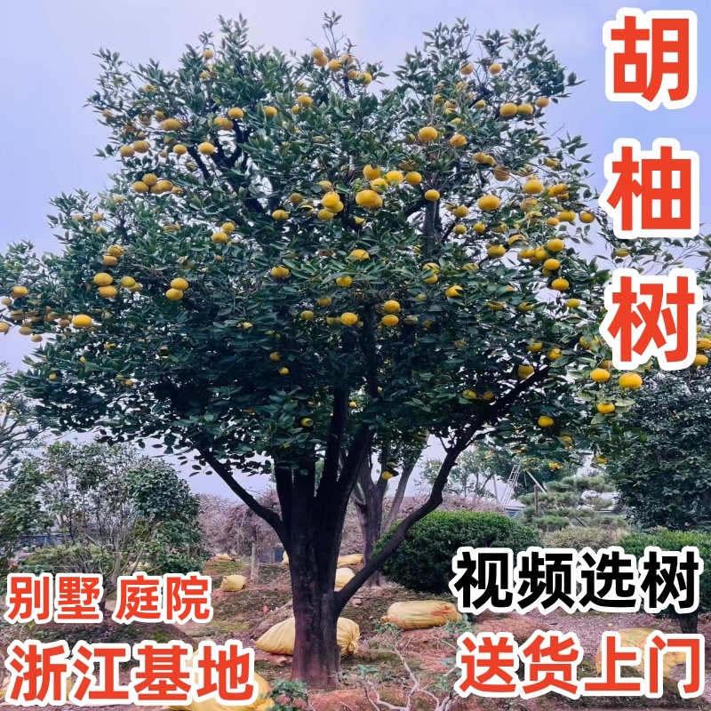常山胡柚树苗嫁接柚子树苗庭院蜜柚特大胡柚苗南北方种植当年结果