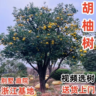 常山胡柚树苗嫁接柚子树苗庭院蜜柚特大胡柚苗南北方种植当年结果