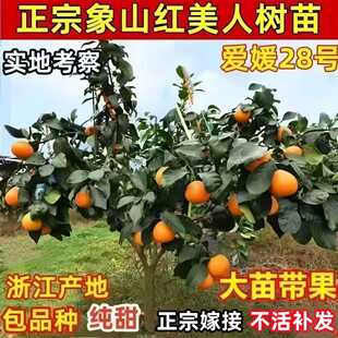 正宗象山红美人树苗爱媛28号柑橘苗早熟无核桔子树苗带果当年结果