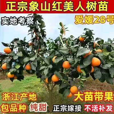 正宗象山红美人树苗爱媛28柑橘苗