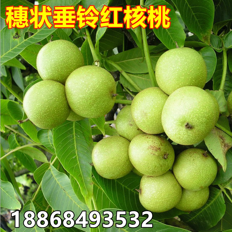 美国穗状垂铃红核桃树果苗南北方地栽种植特大薄皮核桃苗树盆栽