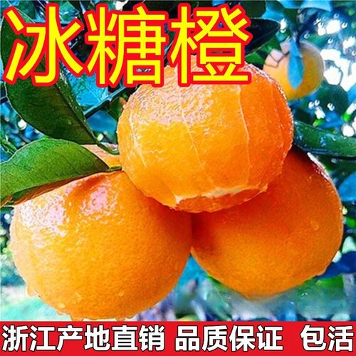 永兴冰糖橙苗 冰糖柑嫁接橙子苗 褚橙苗当年结果盆栽地栽甜橙树苗