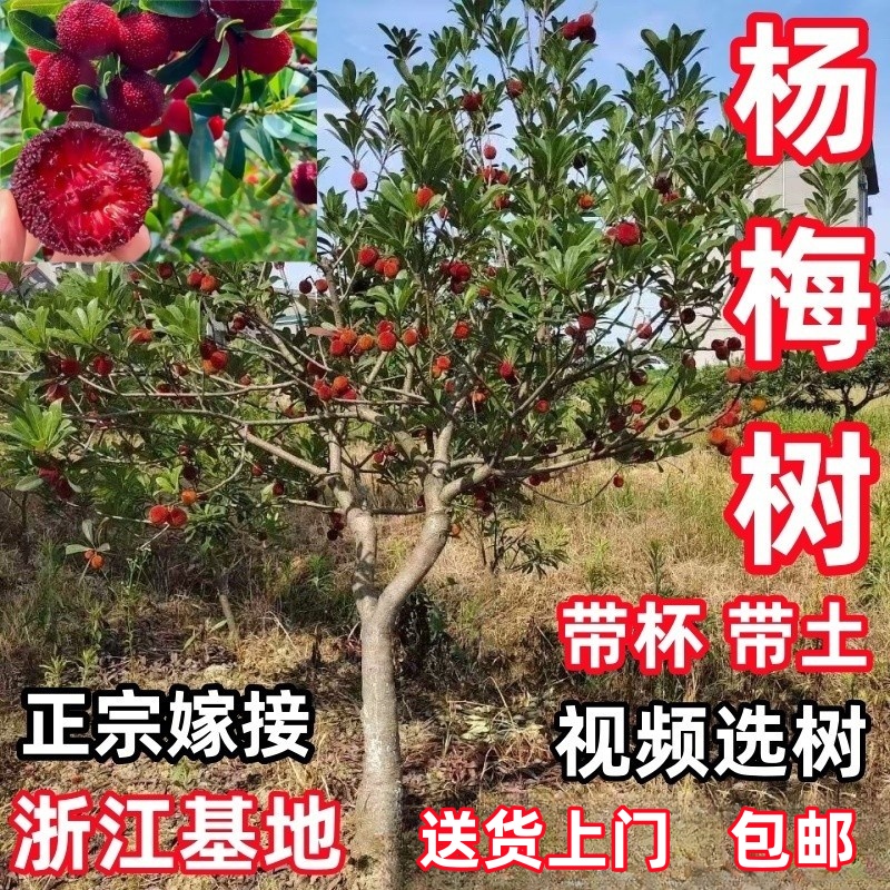 浙江仙居嫁接东魁杨梅树大树苗黑炭当年结果南方种植庭院果树果苗