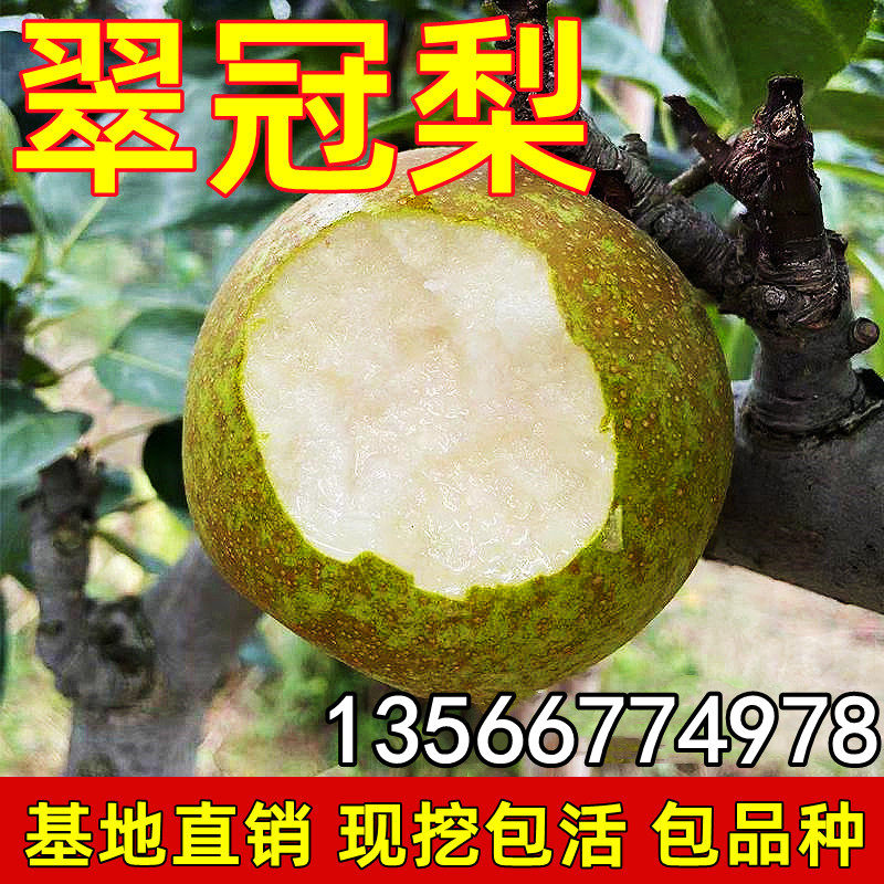 翠冠梨树苗特大嫁接阳台盆栽果苗庭院地栽果树南北方种植当年结果