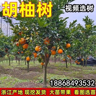 红胡柚树果苗 常山胡柚苗 嫁接苗柚子树苗甜柚蜜柚子果树当年结果