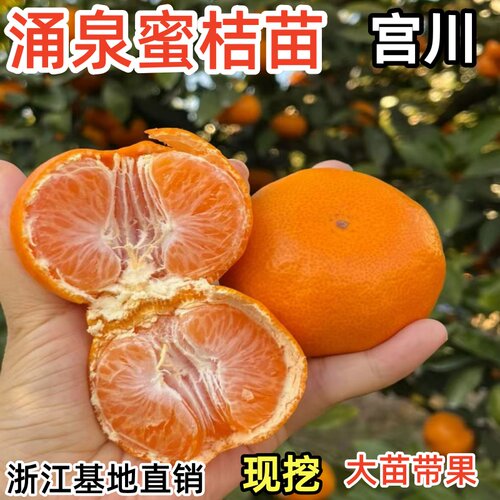 早熟无核涌泉蜜橘黄岩树苗早熟