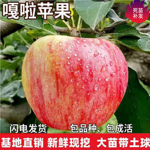 嘎啦苹果树苗南北方庭院地栽盆栽种植特大果嫁接树果树苗当年结果