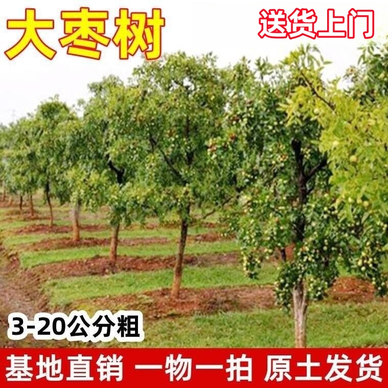 特大枣树苗带土球当年结果沾化冬枣枣树苗庭院地载嫁接大枣树果苗