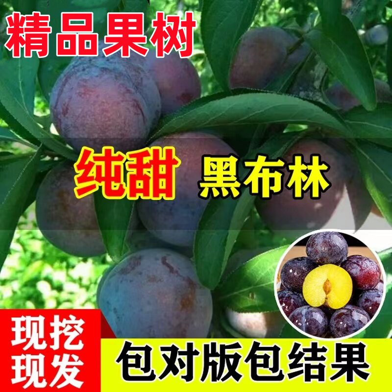 嫁接李子树苗 大黑李树苗 荷兰巨型黑李苗 南方北方种植的果树苗