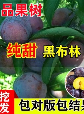 嫁接李子树苗 大黑李树苗 荷兰巨型黑李苗 南方北方种植的果树苗