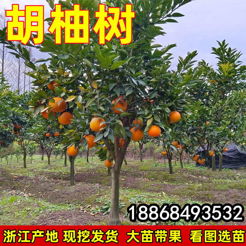 红胡柚树果苗 常山胡柚苗 嫁接柚子树苗甜柚蜜柚子果树当年结果带