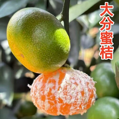 嫁接大分蜜桔桔子特早熟柑橘树苗