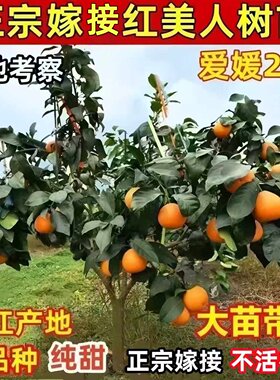 正宗浙江红美人树苗爱媛28号柑橘苗早熟无核桔子树苗带果当年结果