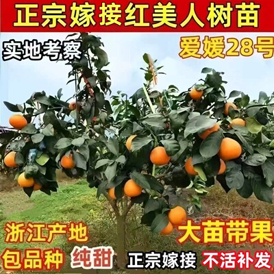 正宗浙江红美人树苗爱媛28号柑橘苗早熟无核桔子树苗带果当年结果