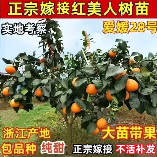 正宗浙江红美人树苗爱媛28号柑橘苗早熟无核桔子树苗带果当年结果