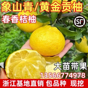 春香桔柚树苗 黄金贡柚苗 兼有桔和柚的香气 柑橘树苗 象山青树苗