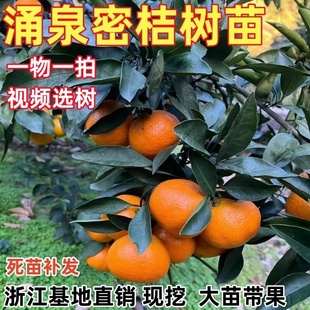 早熟无核涌泉蜜橘苗黄岩蜜桔树苗嫁接无籽柑橘果树苗宫川蜜桔子苗