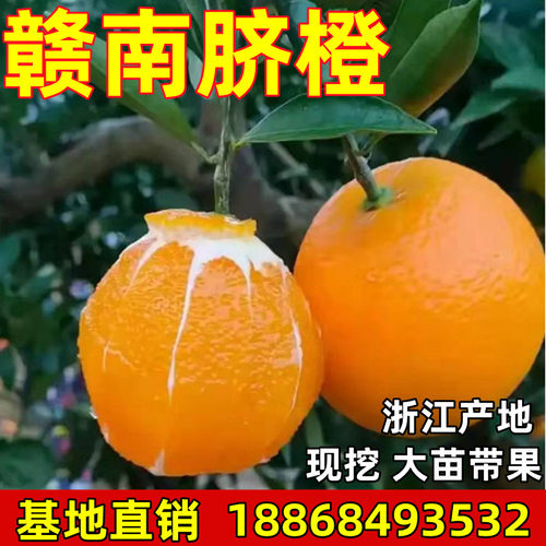 江西赣南脐橙苗嫁接纽荷尔脐橙苗卡拉红肉血橙脐橙果树苗橙子树苗
