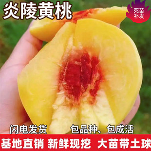 炎陵黄桃果树苗南北方地栽庭院阳台盆栽种植特大果嫁接苗当年结果