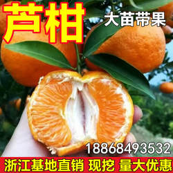 晚熟椪柑苗芦柑树苗 岩溪晚芦 芦柑苗南北方种植盆栽地栽当年结果