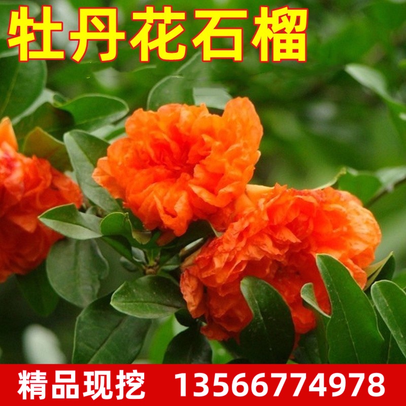 四季观赏盆栽重瓣花石榴树苗 牡丹花石榴 日本翠叶月季石榴花苗