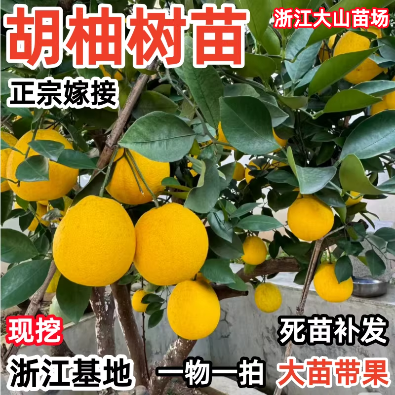 正宗胡柚树果苗 常山胡柚苗 嫁接柚子树苗甜柚蜜柚子果树当年结果