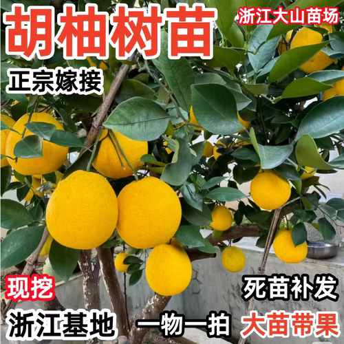 正宗胡柚树果苗 常山胡柚苗 嫁接柚子树苗甜柚蜜柚子果树当年结果