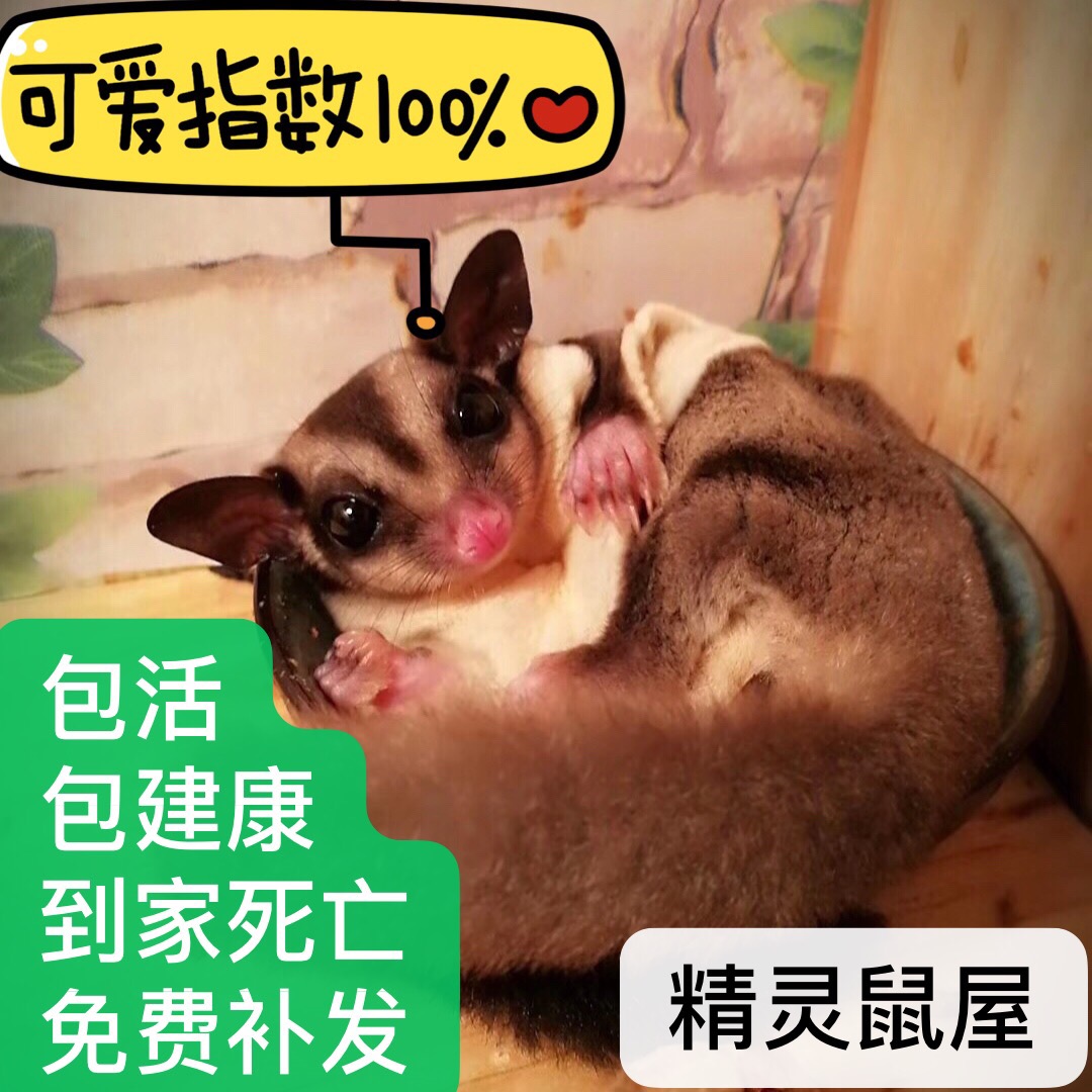 蜜袋鼯  蜜袋鼬 普蜜白脸白蜜 活体幼崽 口袋鼠  滑翔鼠|msdalam kategori haiwan peliharaan/makanan haiwan dan bekalan, hamsters kelas haiwan peliharaan dan lain-lain kecil, tupai terbang - dari Buy2taobao.com untuk memberikan perkhidmatan ejen Taobao profesional membeli