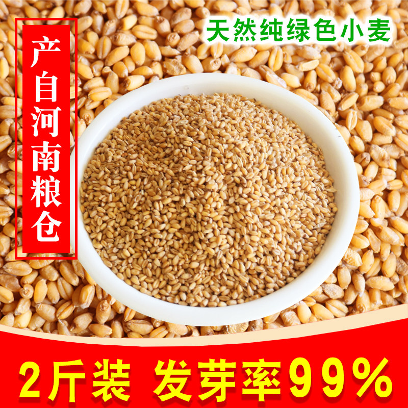2斤农家食用小麦种子小麦苗胚芽磨面猫草麦苗汁钓鱼打窝鱼饵麦子