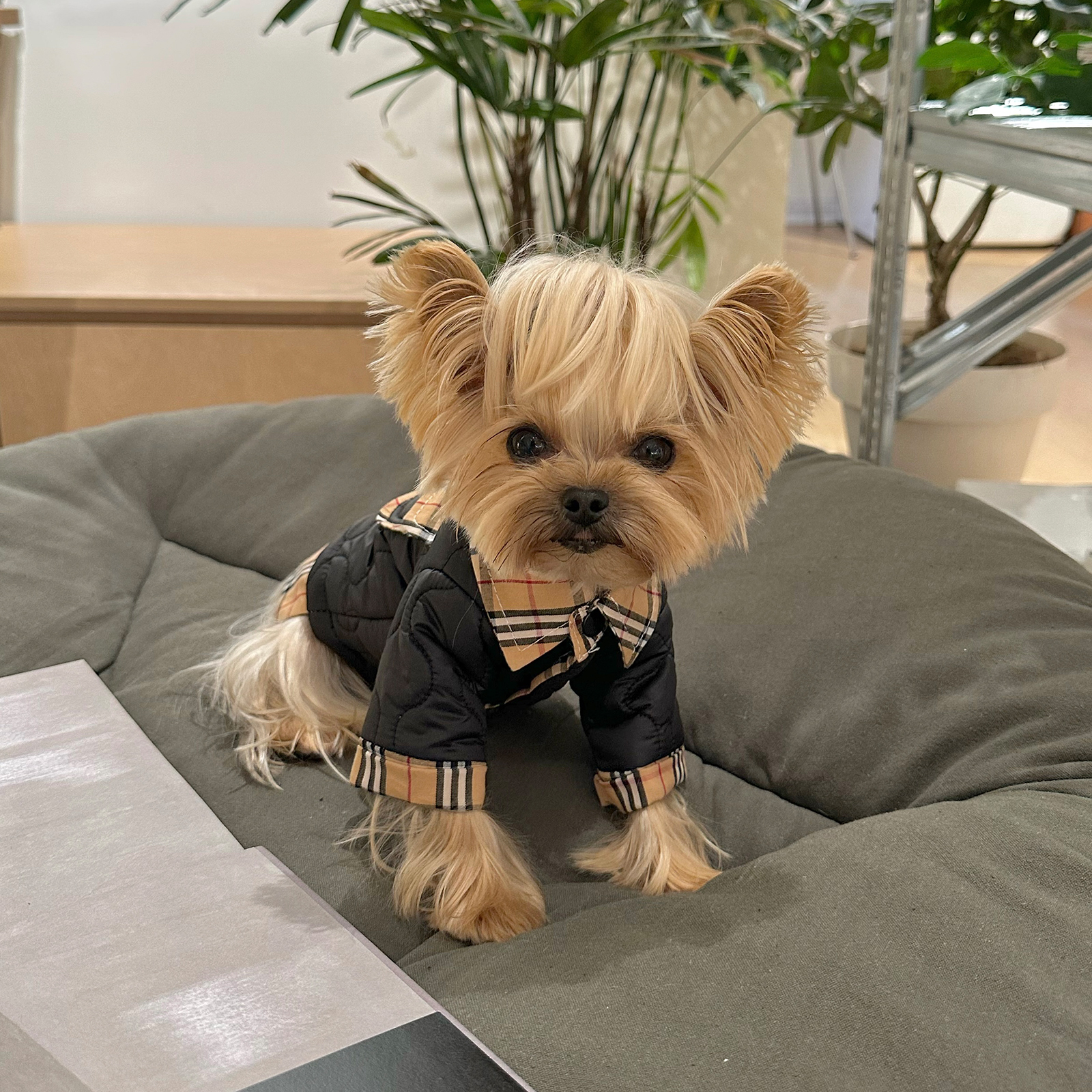 宠物夹棉外套狗狗冬季保暖衣服