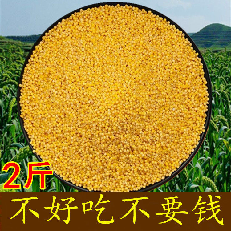 新小米内蒙天山黄小米5斤农家早餐粥米小米粥五谷杂粮