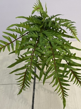 灰色大帝王蕨仿真波士顿草地面装饰植物波斯草地被山芒叶天门冬