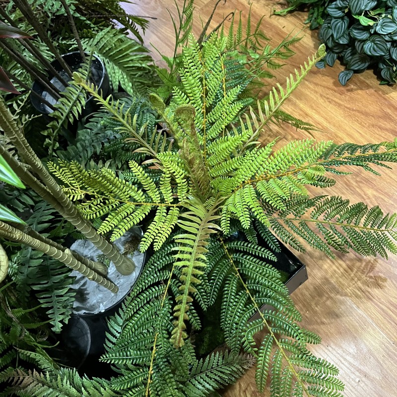布景蕨类软装落地绿植